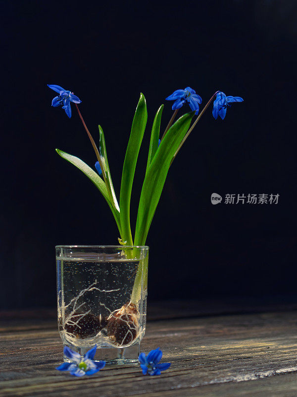 黑色的仍然有蓝色的花(scilla siberica)